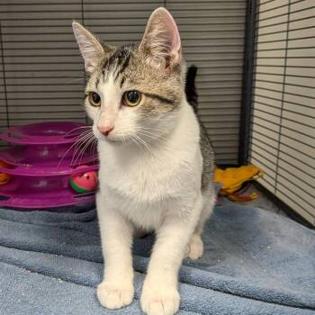 Salsa -  Domestic Short Hair Cat for Adoption in Hannibal, Missouri - Salsa | PetCurious