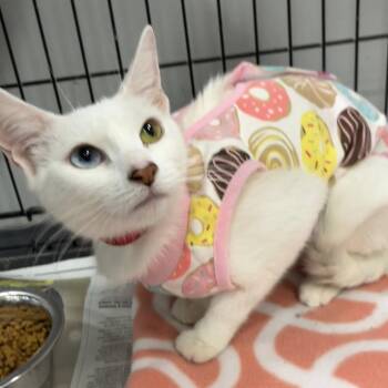 Pretty -  Domestic Short Hair Cat for Adoption in Buffalo, New York - Pretty | PetCurious