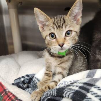 Stephen -  Domestic Short Hair Cat for Adoption in Fort Wayne, Indiana - Stephen | PetCurious