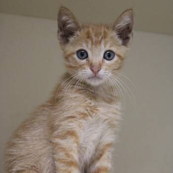 Why Is it Spicy? -  Domestic Short Hair Cat for Adoption in Cleveland, Mississippi - Why Is It Spicy? | PetCurious
