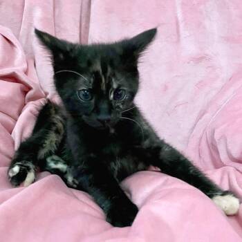 Hammer Head 19 -  Domestic Short Hair Cat for Adoption in Austin, Texas - Hammer Head 19 | PetCurious