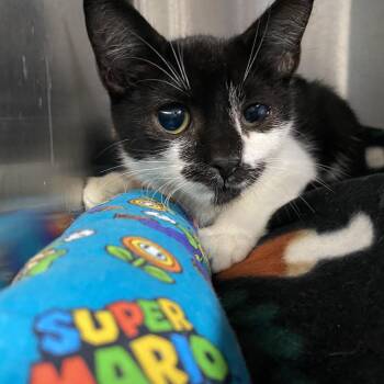 Oakley -  Domestic Short Hair Cat for Adoption in Lakeland, Florida - Oakley | PetCurious