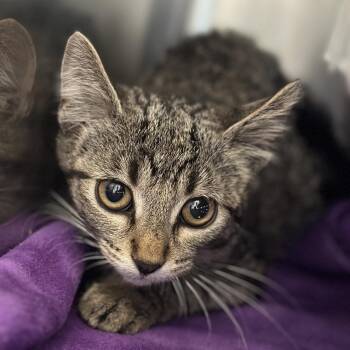 Pina Colada -  Domestic Short Hair Cat for Adoption in Matteson, Illinois - Pina Colada | PetCurious