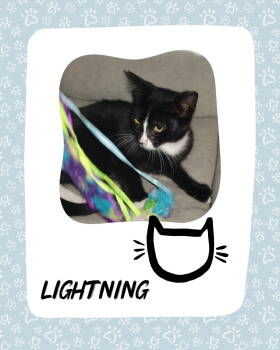 Rescue Tuxedo and Domestic Short Hair Cats for Adoption in Laguna Niguel, California - Lighting-Courtesy Post | PetCurious