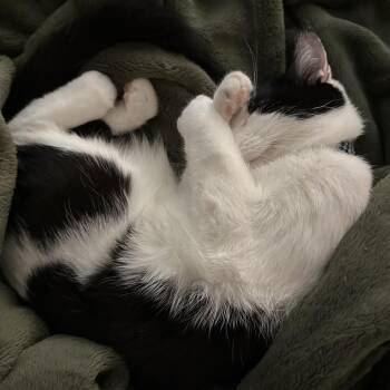 Tex -  Domestic Medium Hair Cat for Adoption in Murray, Utah - Tex | PetCurious