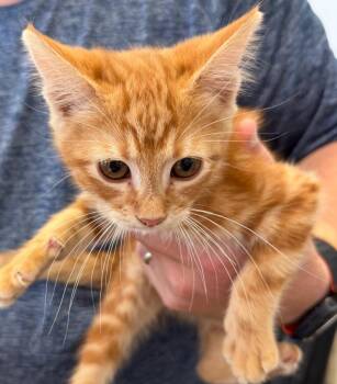 Domestic Short Hair Cats Available for Adoption in Belton, Texas - Clementine | PetCurious