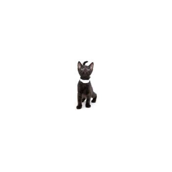 Domestic Short Hair Cats Available for Adoption in Los Angeles, California - Hershey | PetCurious
