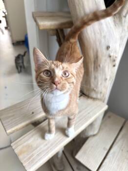 Domestic Short Hair Cats Available for Adoption in Chicago, Illinois - Ritz | PetCurious