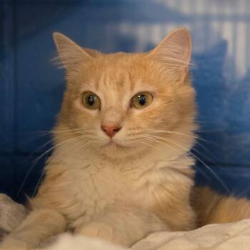 Domestic Medium Hair Cats Available for Adoption - Magnolia | PetCurious