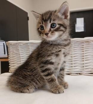 Pippin -  Domestic Short Hair Cat for Adoption in Dickson, Tennessee - Pippin | PetCurious