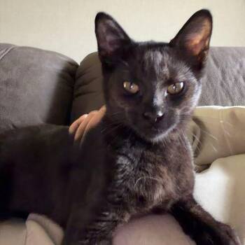 Shadow -  Domestic Short Hair Cat for Adoption in Houston, Texas - Shadow | PetCurious