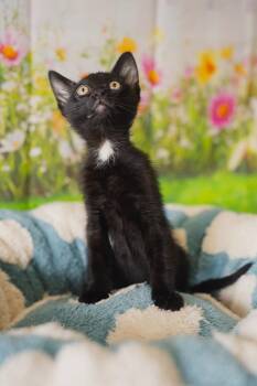 Lake -  Domestic Short Hair Cat for Adoption in Newberg, Oregon - Lake | PetCurious