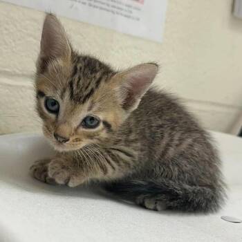 Aladdin 26-09-156 -  Domestic Short Hair Cat for Adoption in Bastrop, Texas - Aladdin 26-09-156 | PetCurious