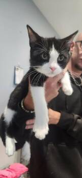 Halfpint -  Domestic Short Hair Cat for Adoption in Republic, Missouri - Halfpint | PetCurious
