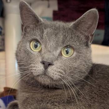 Crochet -  Domestic Short Hair Cat Available for Adoption in Jefferson, Wisconsin - Crochet | PetCurious
