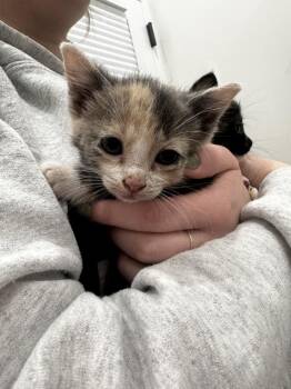 Domestic Short Hair Cats Available for Adoption in Brewster, New York - Jenny (Minnie