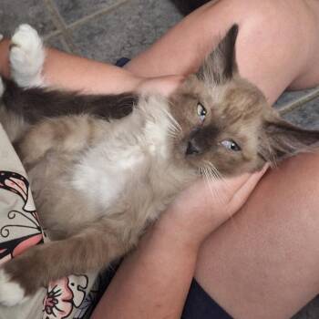 Golden Puff -  Siamese and Snowshoe Cat for Adoption in Grantsville, Utah - Golden Puff | PetCurious