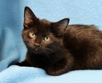 Rescue Domestic Short Hair Cats for Adoption in Hastings, Minnesota - Lovelace | PetCurious