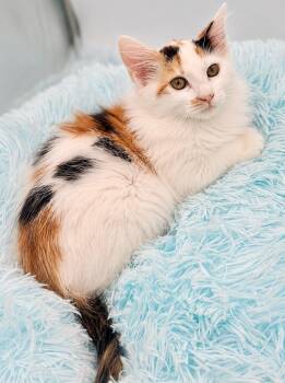 Agott -  Domestic Long Hair Cat for Adoption in Covington, Louisiana - Agott | PetCurious