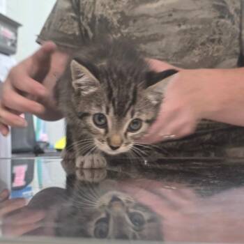 Vanilla -  Domestic Short Hair Cat for Adoption in Clanton, Alabama - Vanilla | PetCurious