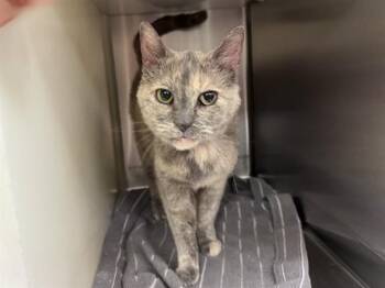 FIONA -  Domestic Short Hair Cat for Adoption in Colorado Springs, Colorado - FIONA | PetCurious