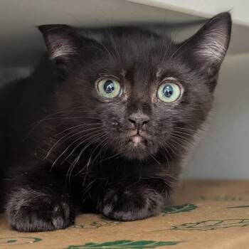 Esquire -  Domestic Short Hair Cat for Adoption in Reno, Nevada - Esquire | PetCurious