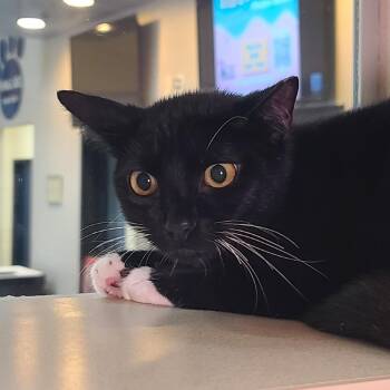 Domestic Short Hair Cats Available for Adoption - Mr. Business | PetCurious