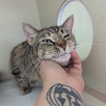 Gweib -  Domestic Short Hair Cat for Adoption in Morden, Manitoba - Gweib | PetCurious