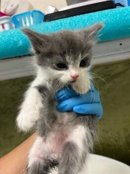 MISHA -  Domestic Short Hair Cat for Adoption in Riverside, California - MISHA | PetCurious