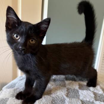Sparkle -  Domestic Short Hair Cat for Adoption in Johnson City, Tennessee - Sparkle | PetCurious