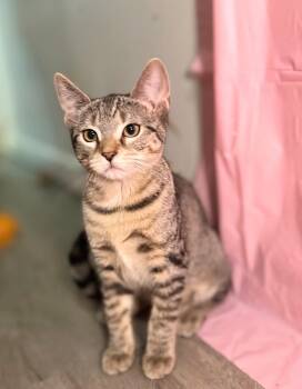 Rescue American Shorthair Cats for Adoption in Philadelphia, Pennsylvania - Opal | PetCurious
