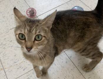 Domestic Short Hair Cats Available for Adoption in Bonnyville, Alberta - Roxy | PetCurious