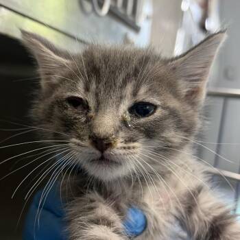 Domestic Short Hair Cats Available for Adoption in Summerville, South Carolina - Wells | PetCurious