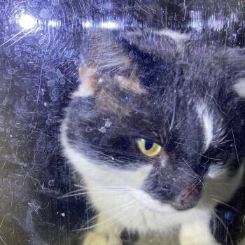 Domestic Medium Hair Cats Available for Adoption - Bunny | PetCurious