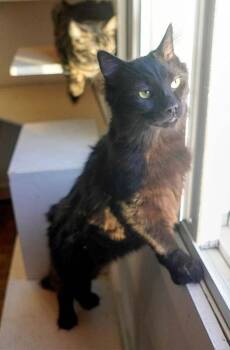 Domestic Long Hair Cats Available for Adoption - Raze | PetCurious