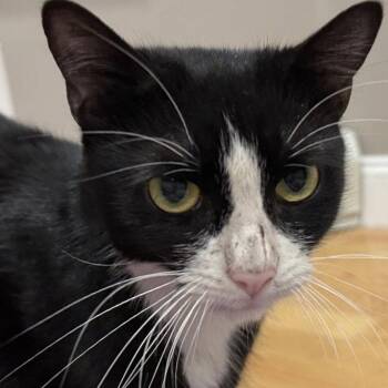 Notdog -  Domestic Short Hair Cat Available for Adoption in Providence, Rhode Island - Notdog | PetCurious