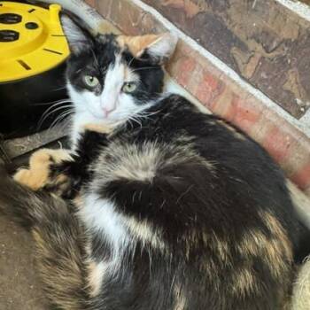 Domestic Short Hair Cats Available for Adoption in Warr Acres, Oklahoma - Tilly | PetCurious