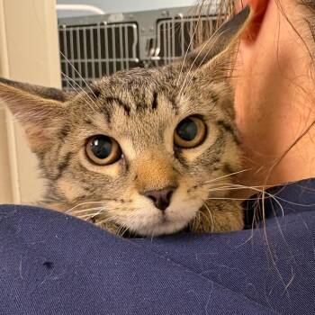 Domestic Short Hair Cats Available for Adoption in Fort Smith, Arkansas - Redbud (26-4369) | PetCurious