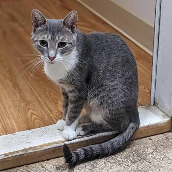 Quinn -  Domestic Short Hair Cat for Adoption - Quinn | PetCurious