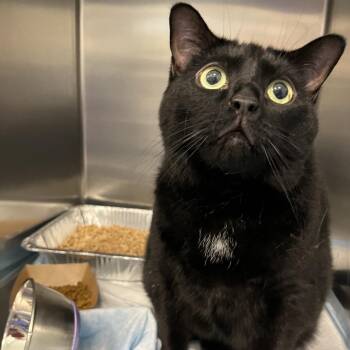 Domestic Short Hair Cats Available for Adoption - Solitaire | PetCurious