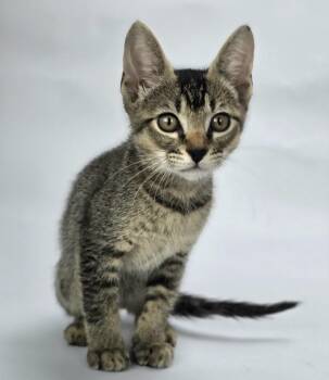 Dobby -  Abyssinian and Domestic Short Hair Cat for Adoption in Sedalia, Colorado - Dobby | PetCurious