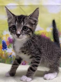 Remus -  Domestic Short Hair Cat for Adoption in San Antonio, Texas - Remus | PetCurious