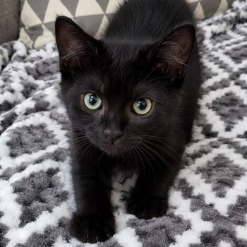 Twila -  Domestic Short Hair Cat for Adoption in Antioch, California - Twila | PetCurious