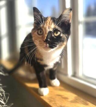 Calico Cats Available for Adoption in Anchorage, Alaska - Annie | PetCurious