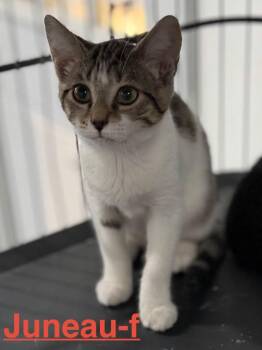 Juneau 26 -  Tabby and Domestic Short Hair Cat for Adoption in Brookhaven, Mississippi - Juneau 26 | PetCurious