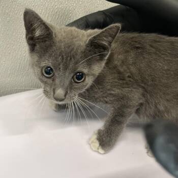 Astrid -  Domestic Short Hair Cat for Adoption in Tampa, Florida - Astrid | PetCurious