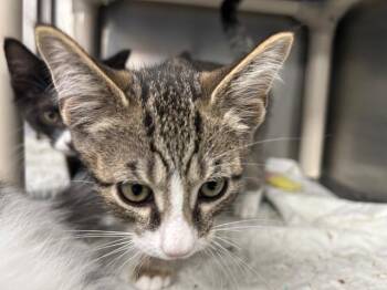 Rescue Domestic Short Hair Cats for Adoption in Bloomingdale, New Jersey - Pumpkin Spice | PetCurious