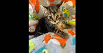 Domestic Short Hair Cats Available for Adoption in Chalfont, Pennsylvania - Gumdrop | PetCurious