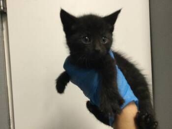 Domestic Short Hair Cats Available for Adoption in Thousand Palms, California - SPIKE | PetCurious