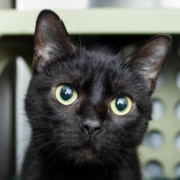Domestic Short Hair Cats Available for Adoption in Middletown, Rhode Island - Dopple | PetCurious